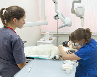 Ветеринарная стоматология в Санкт-Петербурге