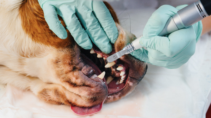 Клинический случай в стоматологии